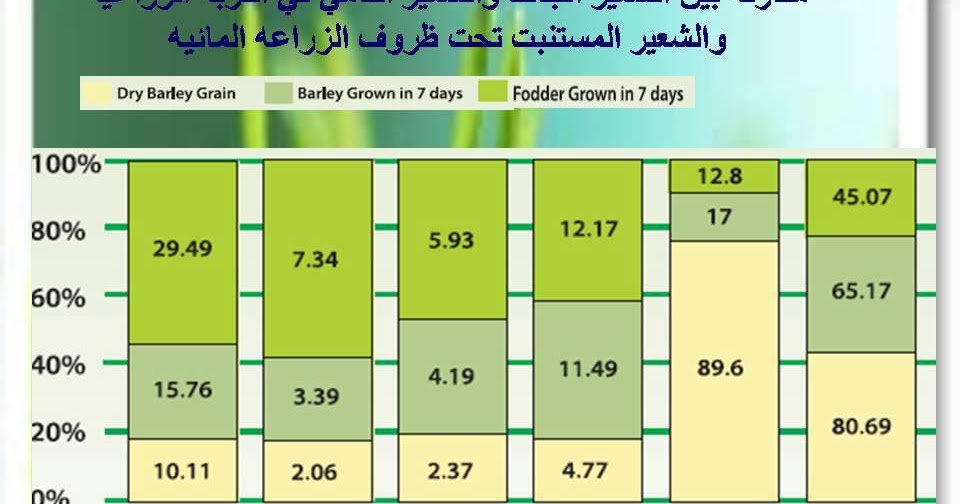 الشعير المستنبت صورة توضح المقارنة بين الشعير الجاف والشعير النامي في الشعير المستنبت صورة توضح المقارنة بين الشعير الجاف والشعير النامي في