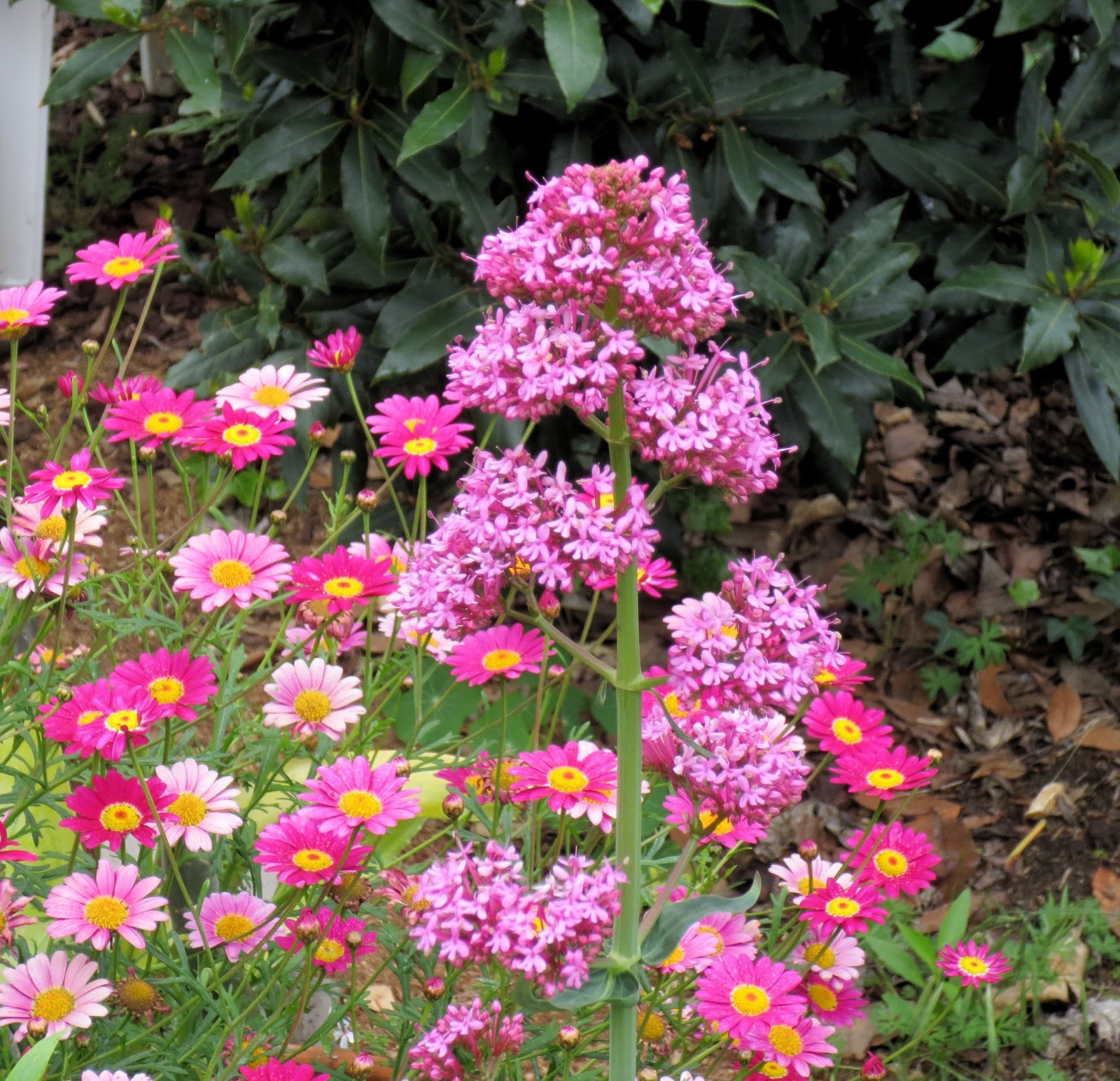 Late to the Garden Party Pretty Weeds