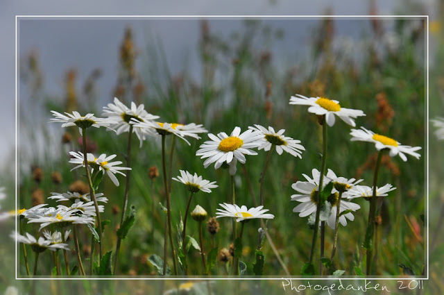 Photogedanken Zwanzig Siebzehn In Zahlen 2017 Muttertag