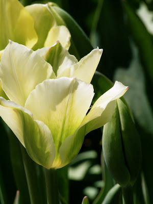 Tulips, Conservatory Garden, Central Park, NYC