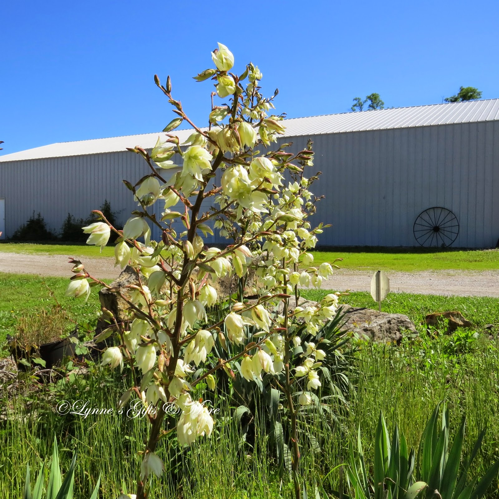 Lynne's Gifts From the Heart And the Yucca's Bloom