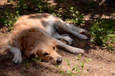 dog lying down in the sun