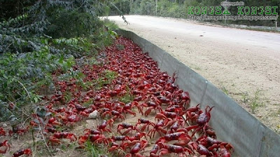 ketam merah @ red crab