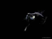 black cat wallpaper 1
