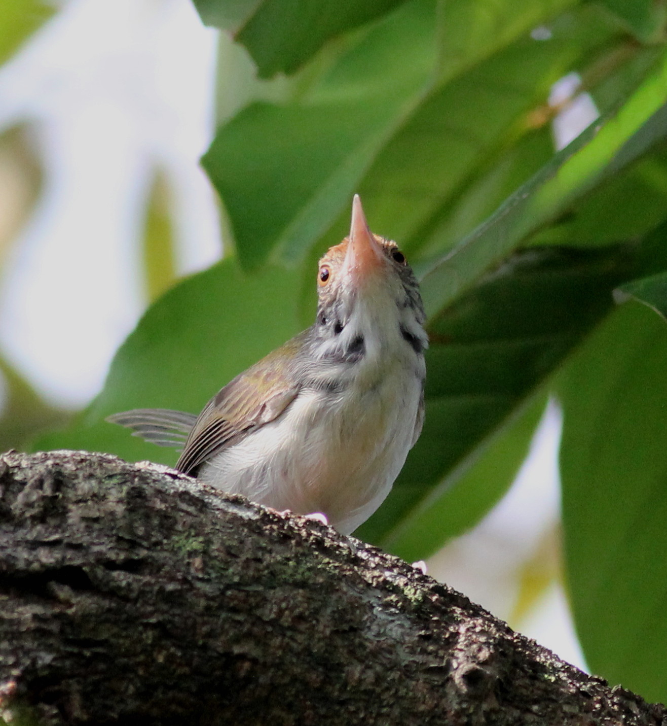 Common Household and Garden Birds