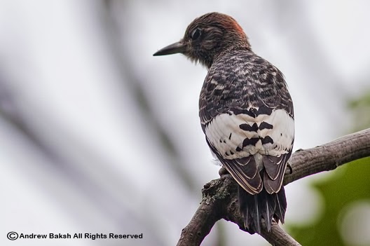 Birding Dude: Kissena Park Queens - Immature Red-headed Woodpecker...