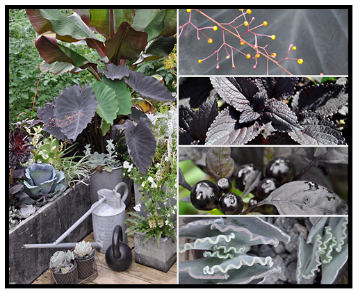 Autumn display ideas Black Pearl Peppers