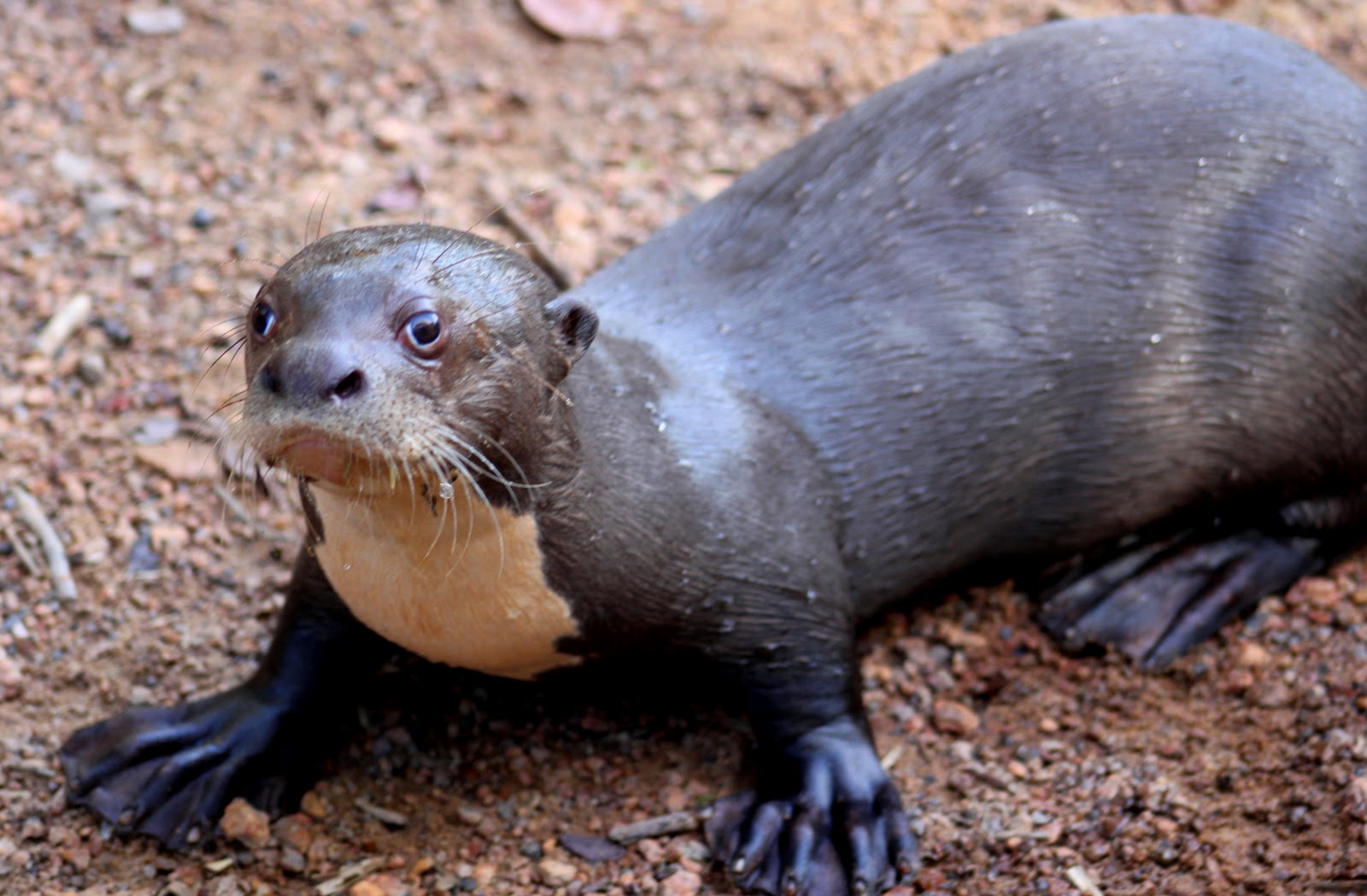 Still Life With Birder: Diane McTurk & Her Orphaned Giant River Otters
