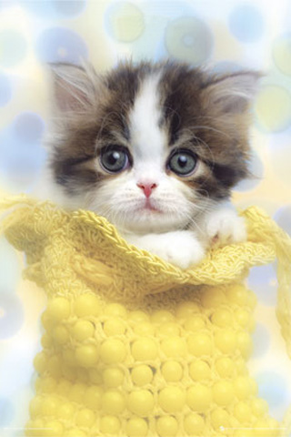  lovely cute kitten 