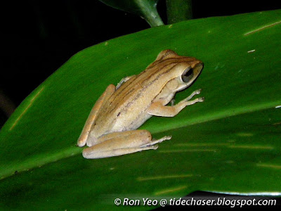 Four-lined Tree Frog (Polypedates leucomystax)