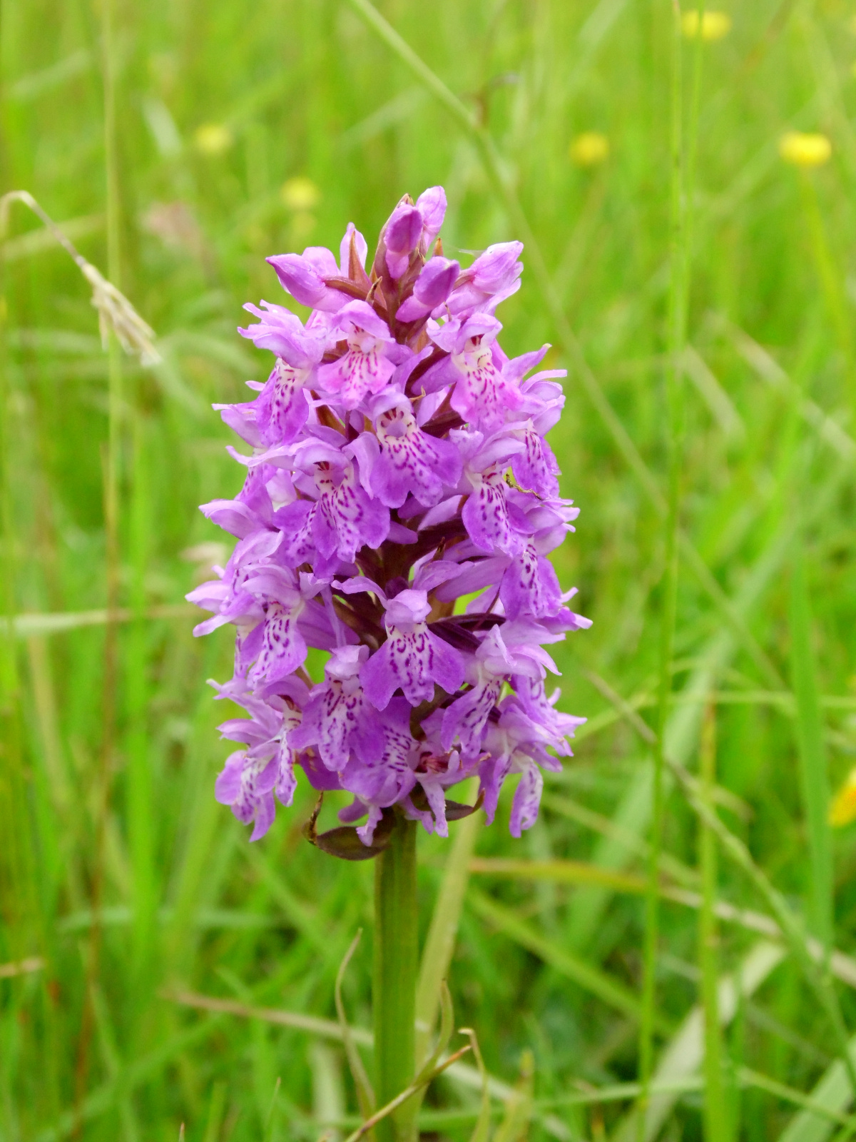 Orchid Species Identification