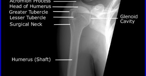 lower end of humerus anatomy radiology