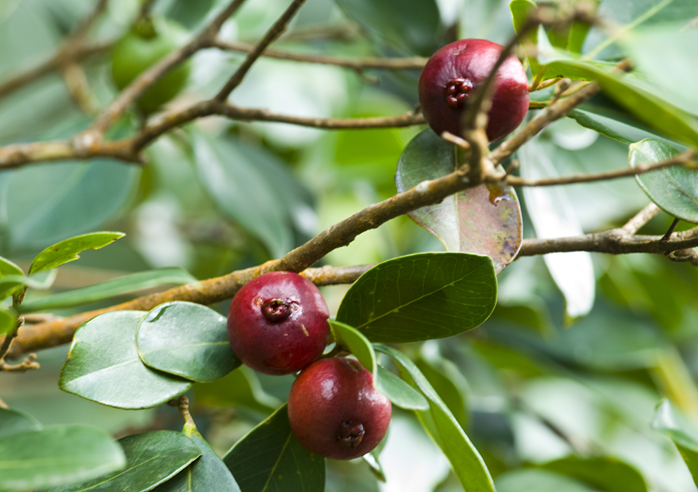 The 3 Foragers Foraging for Wild, Natural, Organic Food Wild Edibles