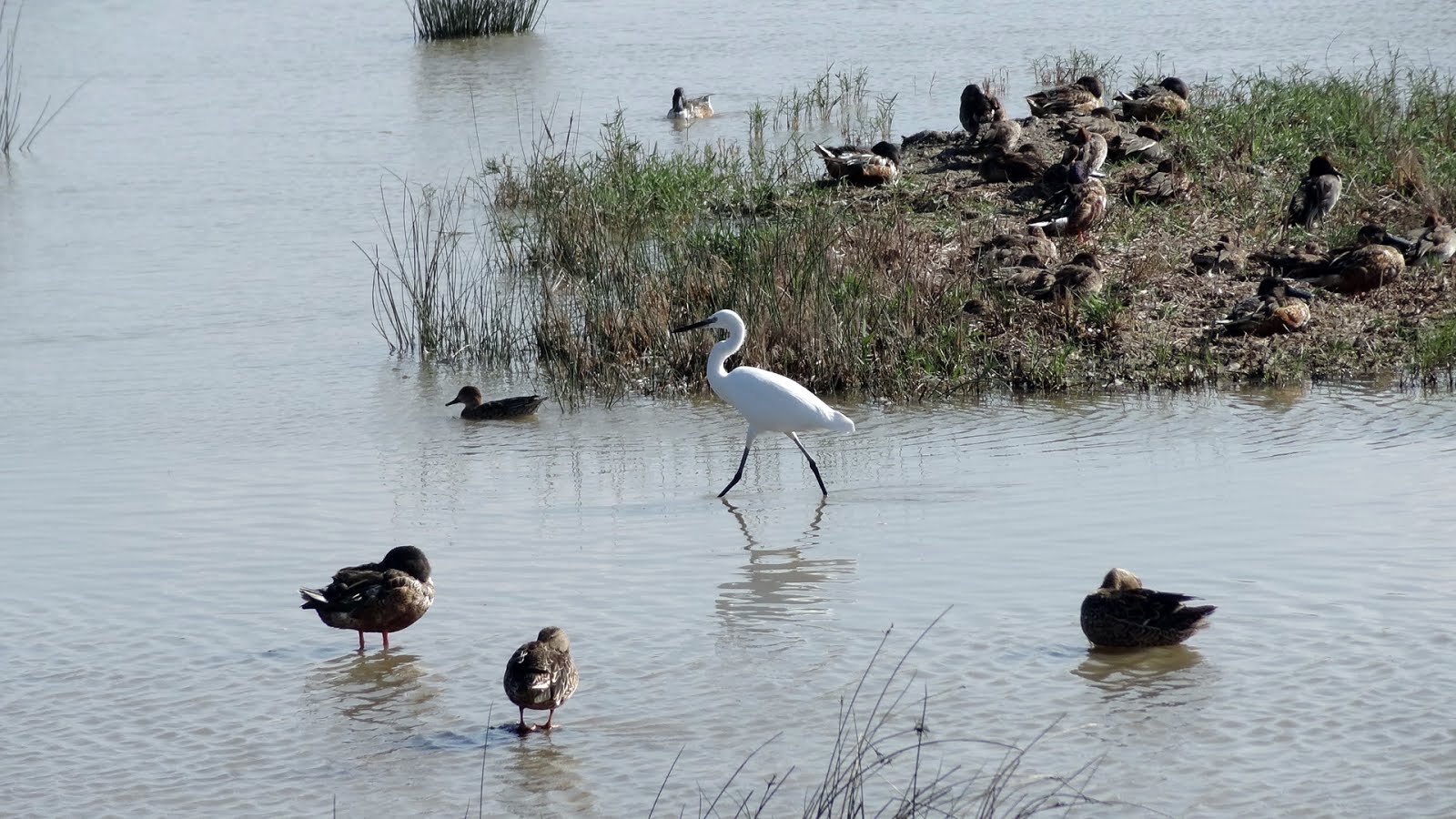 Egret