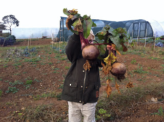 big beetroot harvest