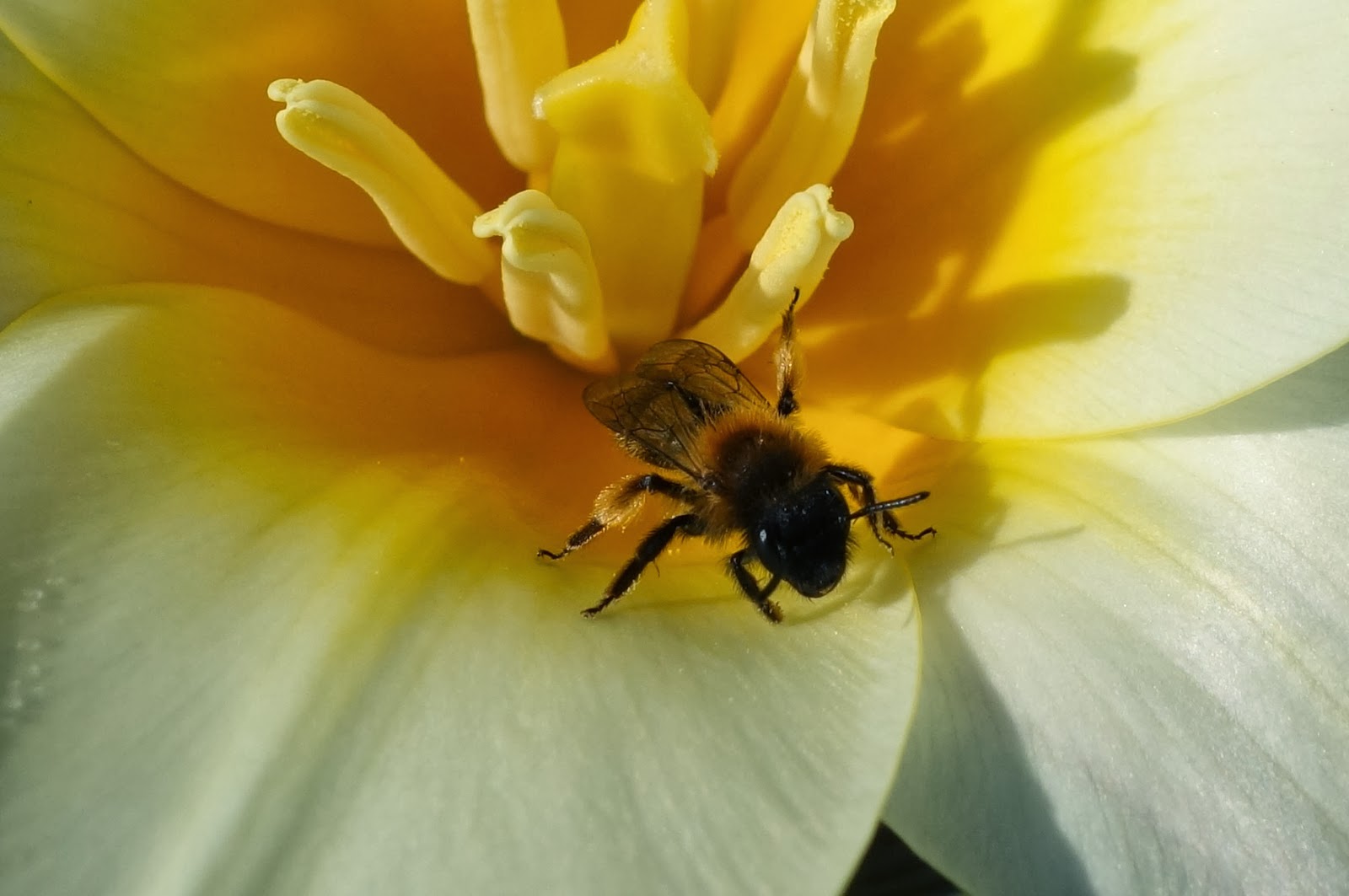 Urban Pollinators More early spring flowers for pollinators