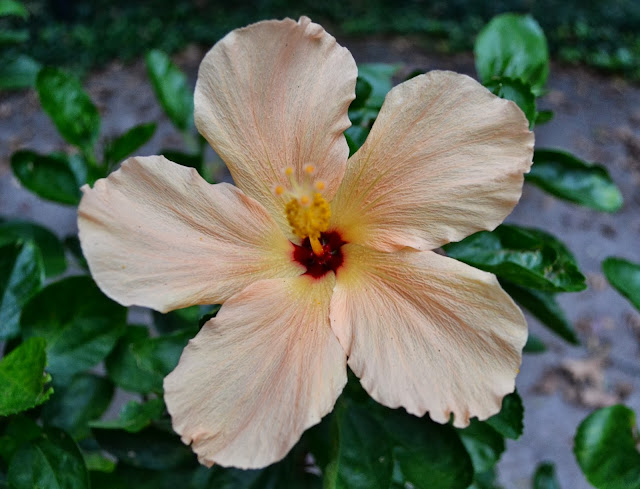 tropical hibiscus, http://growingdays.blogspot.com