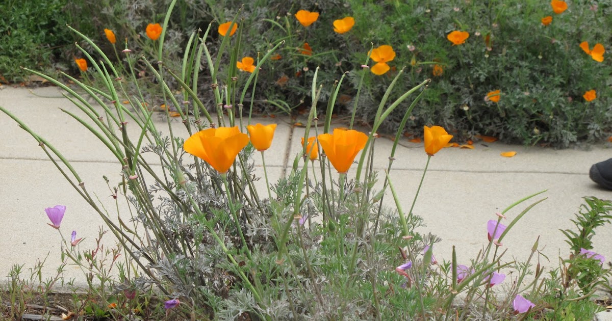 California Native Plants...San Diego Style!! Oceanside area Garden