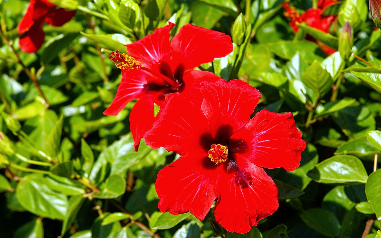 Health in natural way Importance of Hibiscus Plant