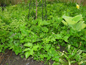 Devoid Of Culture And Indifferent To The Arts: Foraging 14: Nasty Weed