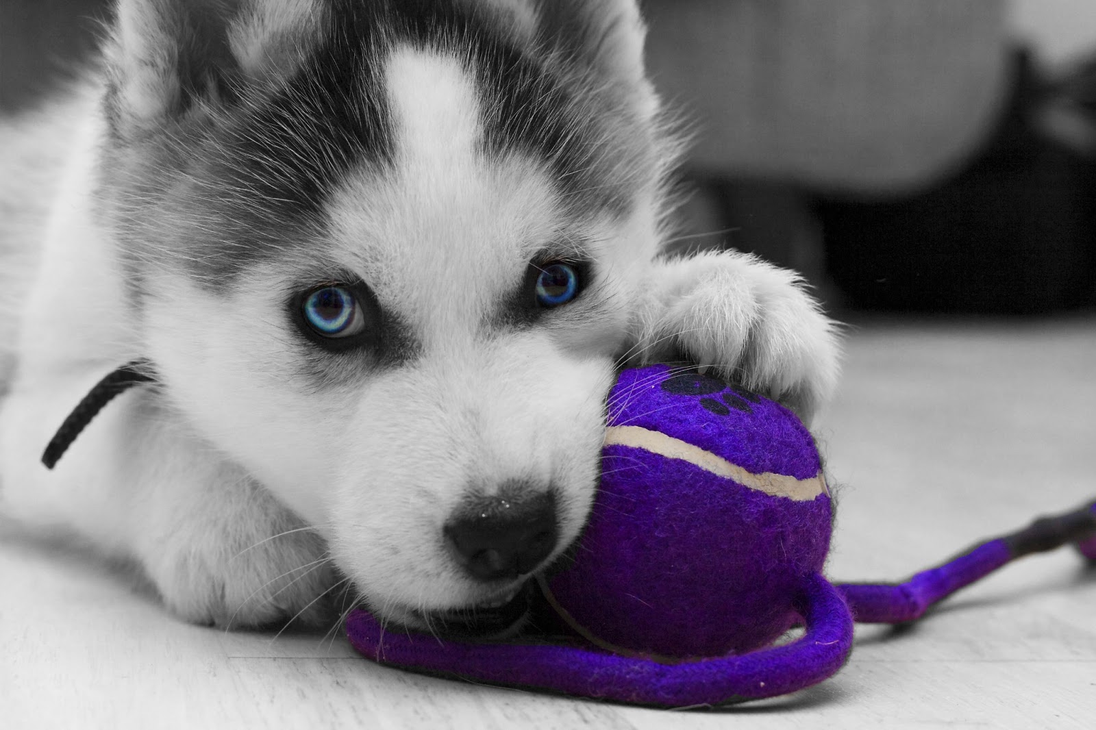 snow husky puppy siberian husky snow dogs hd wallpapers hd wallpapers high definition free background snow husky puppy siberian husky snow dogs hd wallpapers hd wallpapers high definition free background