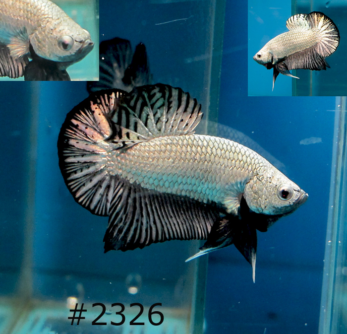 BettaLover Farm HMPK Platinum Black Dragon 2326 RM160/Pair