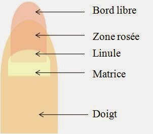 Que provoque la formation du psoriasis
