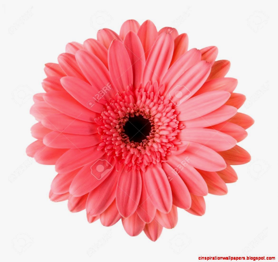 Gerber Daisy Stock Photos Pictures Royalty Free Gerber Daisy Gerber Daisy Stock Photos Pictures Royalty Free Gerber Daisy