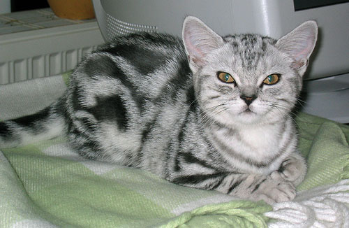 Cat Chit Chat British Shorthair Silver Tabby