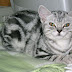 British Shorthair Silver Tabby