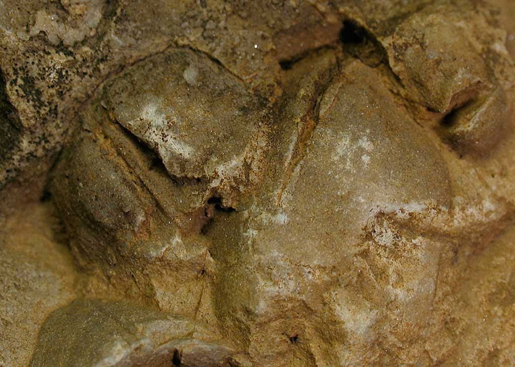 Louisville Fossils and Beyond A Pentamerus Fossil Cluster