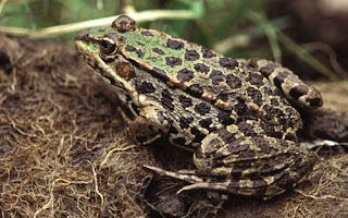 marsh frog