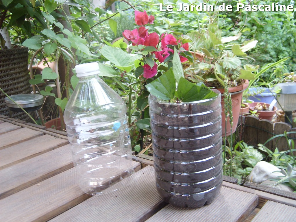 Quand faire les boutures de seringat ?