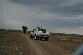 Afgezien van deze lonely bull en heel veel vogels hebben we geen andere dieren op de grens met Mozambique gezien. 