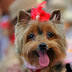 Come in Dogs Fahion Show And Enjoy With Cute little Dogs