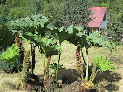 Chilean Rhubarb