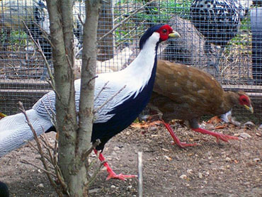 Silver Pheasant