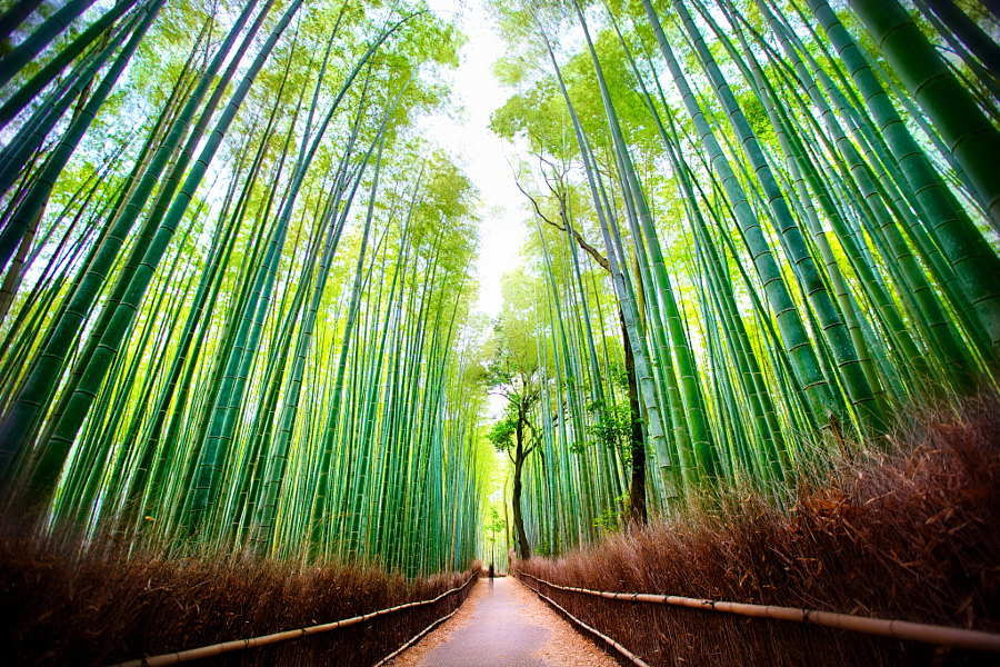 Let's travel the world! The amazing Bamboo Forest in Sagano, Kyoto, Japan.
