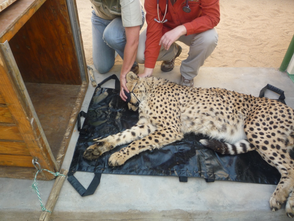 Chester the Cheetah's Knee Surgery Cheetah Conservation Fund