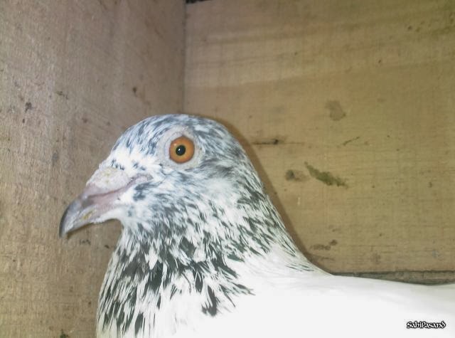 high flying pigeon for sale high flyer pigeon in india