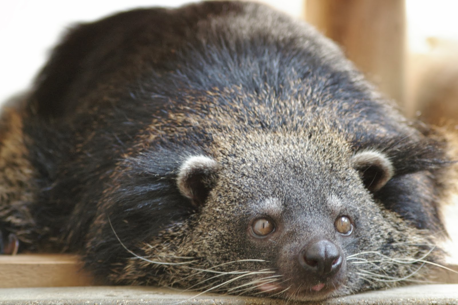 福岡市動物園ブログ 10月29日 火 深夜はｒｋｂ すまいる大御殿 で特集