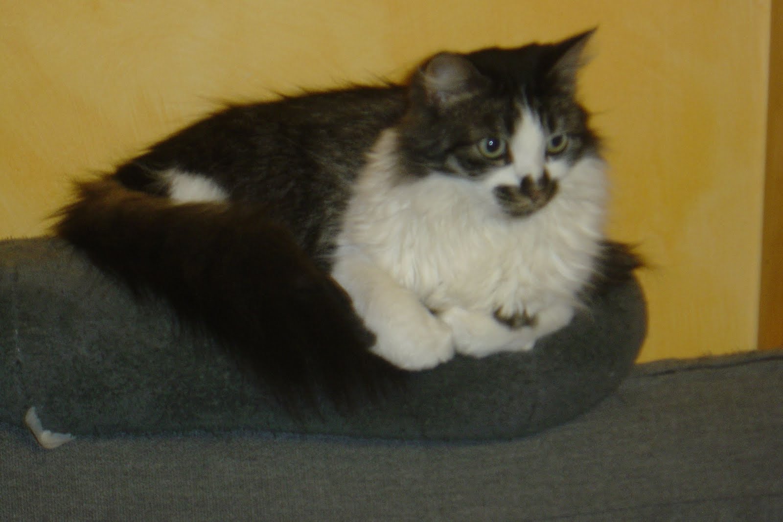 Electra VSTi x64 v2.7.5 R2R