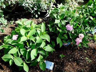 A Garden Diary Euonymus Alatus Compactus