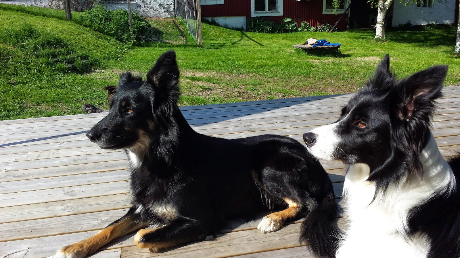 Hundar- Navi och Link