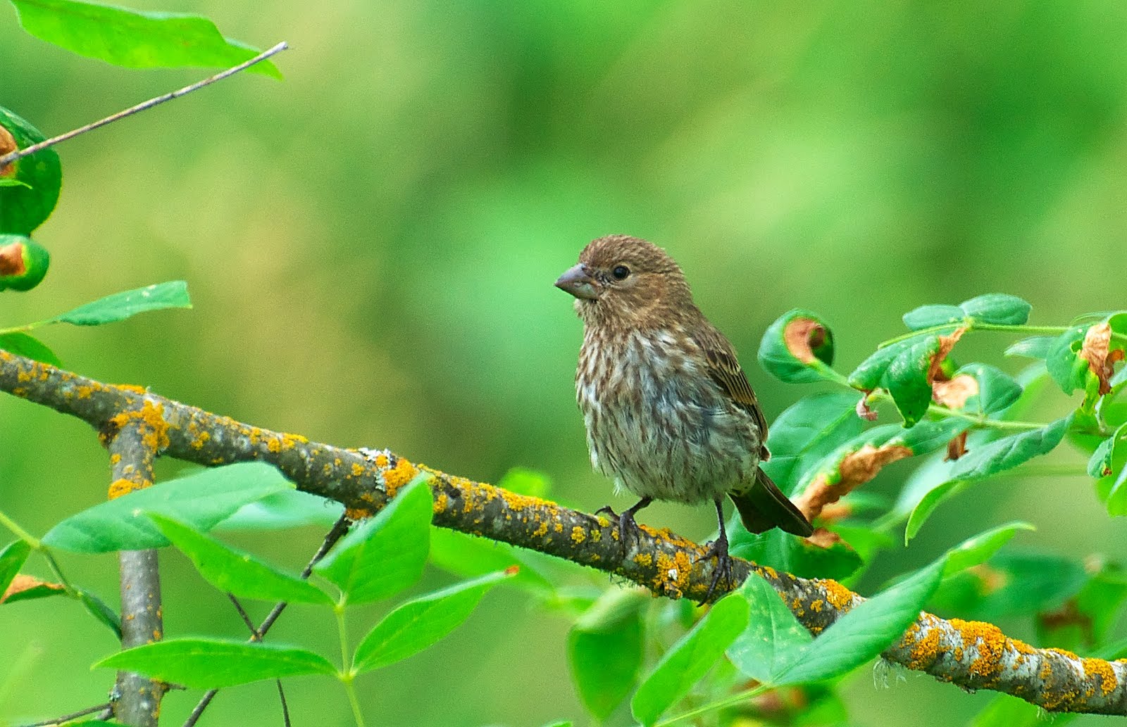 NW Bird Blog: House Finch - Juvenile