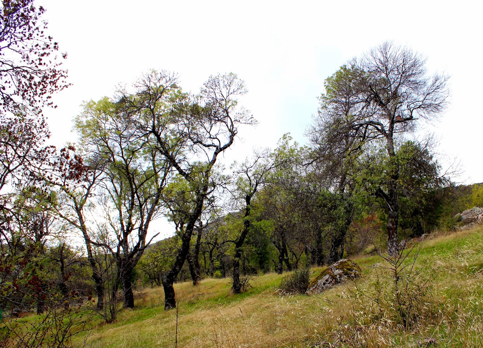 Fresnada Arboreto Luis Ceballos