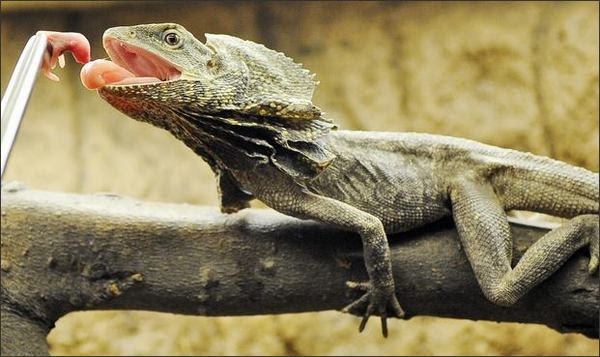 Frilled Lizard | Animal Wildlife