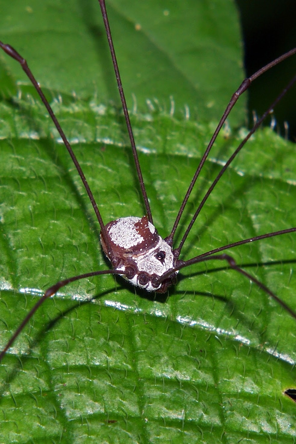 Harvestmen Spider