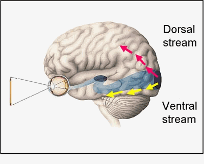 Brain Dorsal Ventral