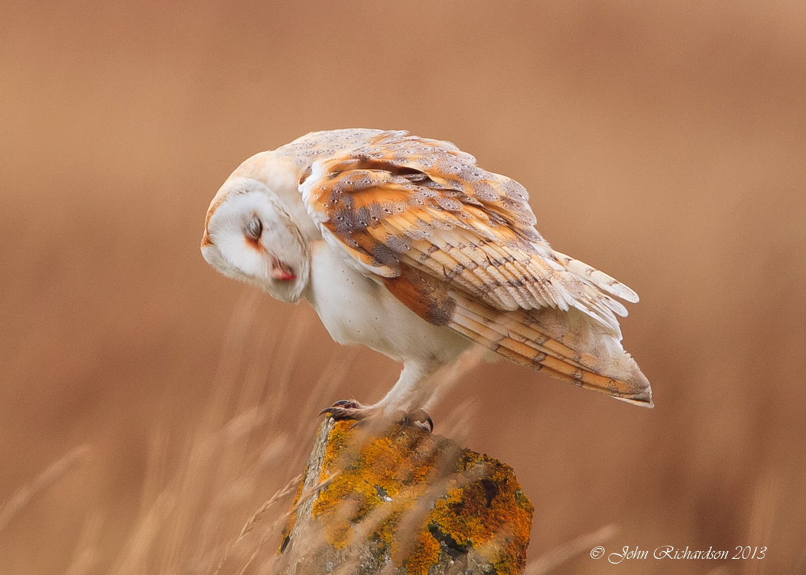 Old Man Of Minsmere Aka John Richardson Barn Owl And Yellowhammers